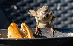 Moineau domestique